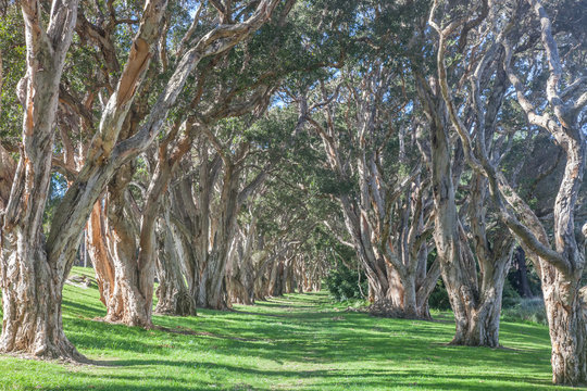 Avenue of paperbark trees in Centennial Park, Sydney, Australia.