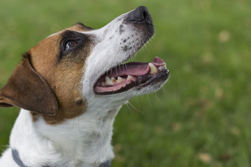 Portrait of Jack Russell Terrier dog on green grass, looking up