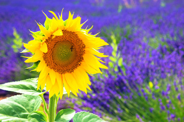 Flower sunflower growing on a lavender field.