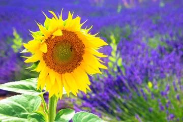 Tableaux ronds sur aluminium Tournesol Flower sunflower growing on a lavender field.