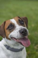 Portrait of Jack Russell Terrier dog on green grass, looking up