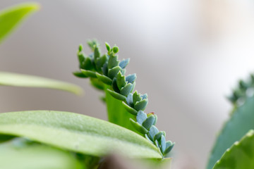 Modified leaf of Bryophyllum pinnatum for education.