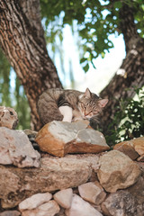 Minou fait sa toilette