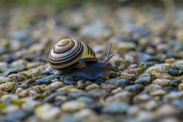 The snail crawls along the small stones.