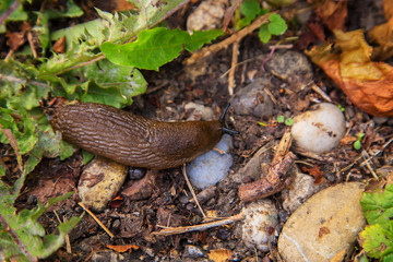Slug crawls on the ground