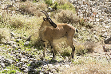 Capra aegagrus cretica, Cretan goat, Agrimi, Cretan Ibex, kri-kri goat, single wild cretan goat on pasture in old village in Samaria Gorge