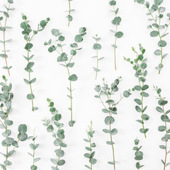 Floral pattern made of eucalyptus branches isolated on white background. Flat lay, top view