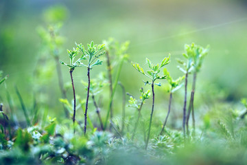 Green little trees in forest. Nature outdoor background