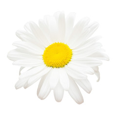 One white daisy flower isolated on white background. Flat lay, top view