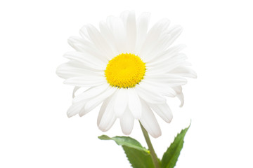 One white daisy flower isolated on white background. Flat lay, top view