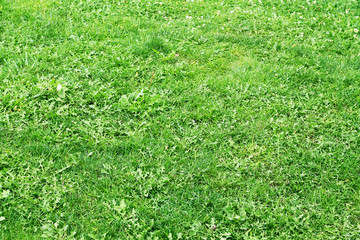 Green grass background texture with grunge lighting and lots of copy space
