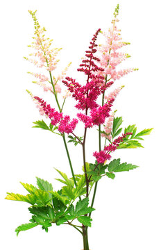 Beautiful bouquet of red and pink Astilbe flowers isolated on white background. Flat lay, top view