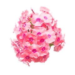 Beautiful branch of phlox flower isolated on white background. Flat lay, top view
