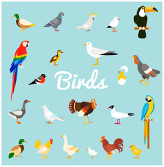 A set of domestic and wild birds in a flat style.