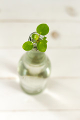 Pilea baby. Pilea peperomioides, money plant. Pilea propagation cuttings. White background.