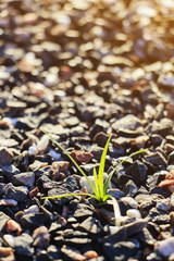 Sprout of grass on small gravel stone (selective focus)