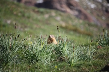 marmotte