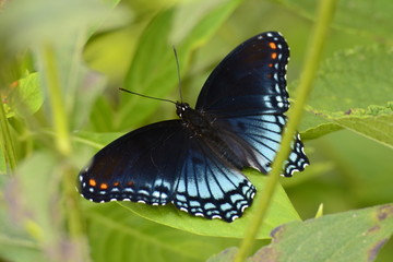 HARMONY IN THE GARDEN