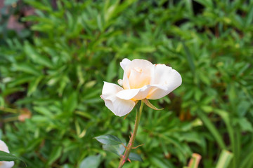 Close-up view of rose bud