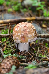 Amanita rubescens