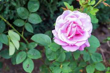 Close-up view of rose bud