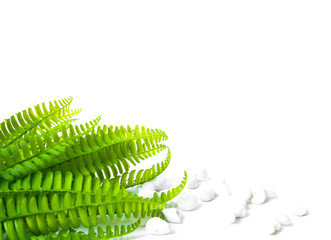 Green fern leaf and white stone on white background have copy space for use. © Teerawat
