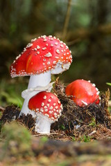 Amanita muscaria