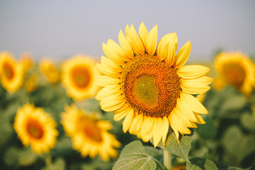 Sunflower field