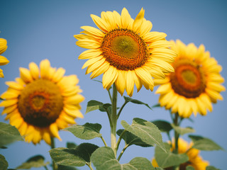 Obraz premium Sunflower field