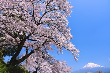 Obraz premium 富士山と桜