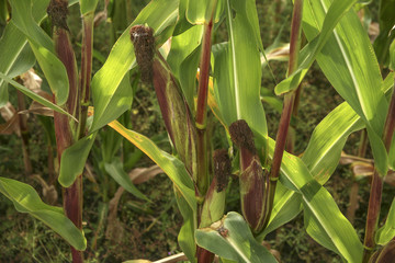 Maize Flasks