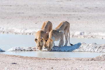 Naklejka premium Female African Lions, Panthera leo, drinking water at a waterhole