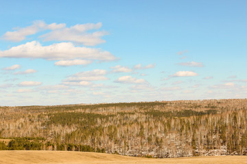 Clouds over the wood