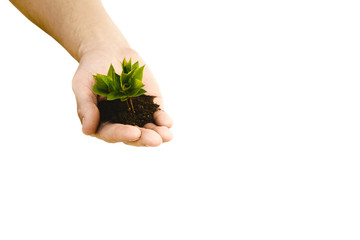 Hand holding small young plant, young tree isolated on white background