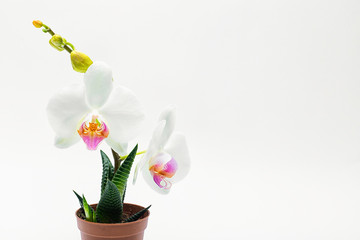 Naklejka na ściany i meble white orchid in a pot