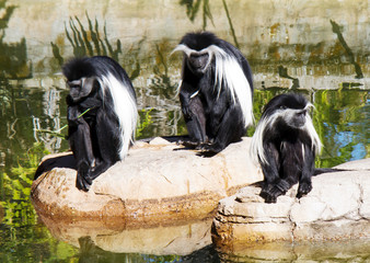 Angolan Monkey Family