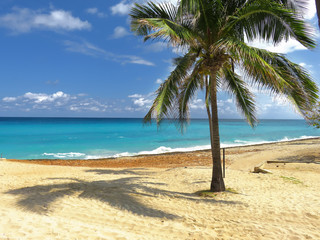 Fototapeta na wymiar palm trees on the beach of Cuba