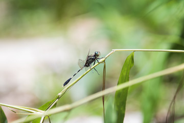 Side view of Dragonfly: Green Skimmer