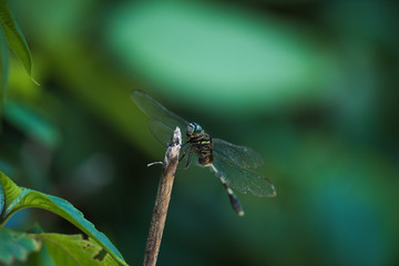 Dragonfly: Green Skimmer on stick