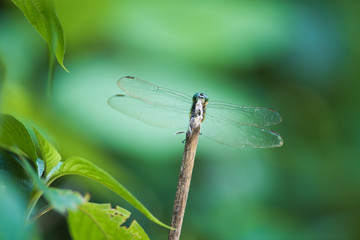 Dragonfly: Green Skimmer on stick