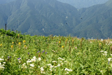 Obraz premium 伊吹山