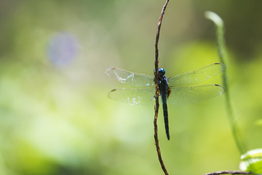 Close up Dragonfly: Marsh Skimmer 