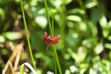 Dragonfly: Russet Percher in wild