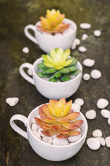 green and orange succulent in the white cup with white stone on old wood background selective focused at the first one,have white stone around the cup