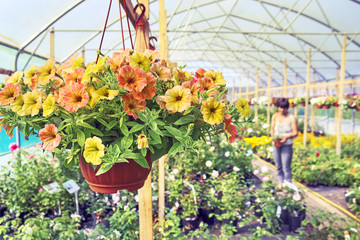 Fototapeta na wymiar Petunia in hangigng pot on the foreground and a woman buyer choosing plants on the blurred background 
