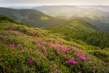 Fototapeta na wymiar Summer landscape. Flowers of pink rhododendron in the mountain