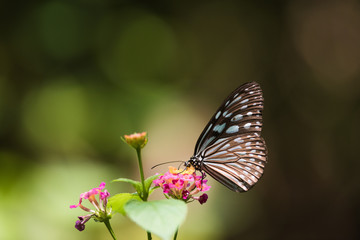 Side view of Butterfly: Tirumala limniace on flower