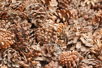 Close up woody female pine cone (strobilus) background