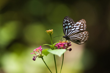 Side view of Butterfly: Tirumala limniace on flower and open wings a little bit