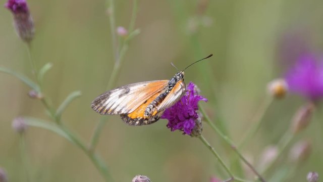 Butterfly on a purple clover in Waterberg South Africa